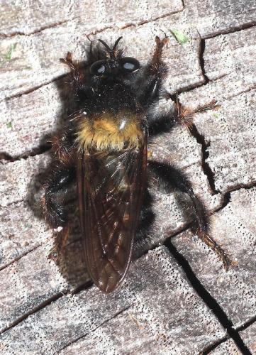 Réf. 302 998 : Laphria ephippium